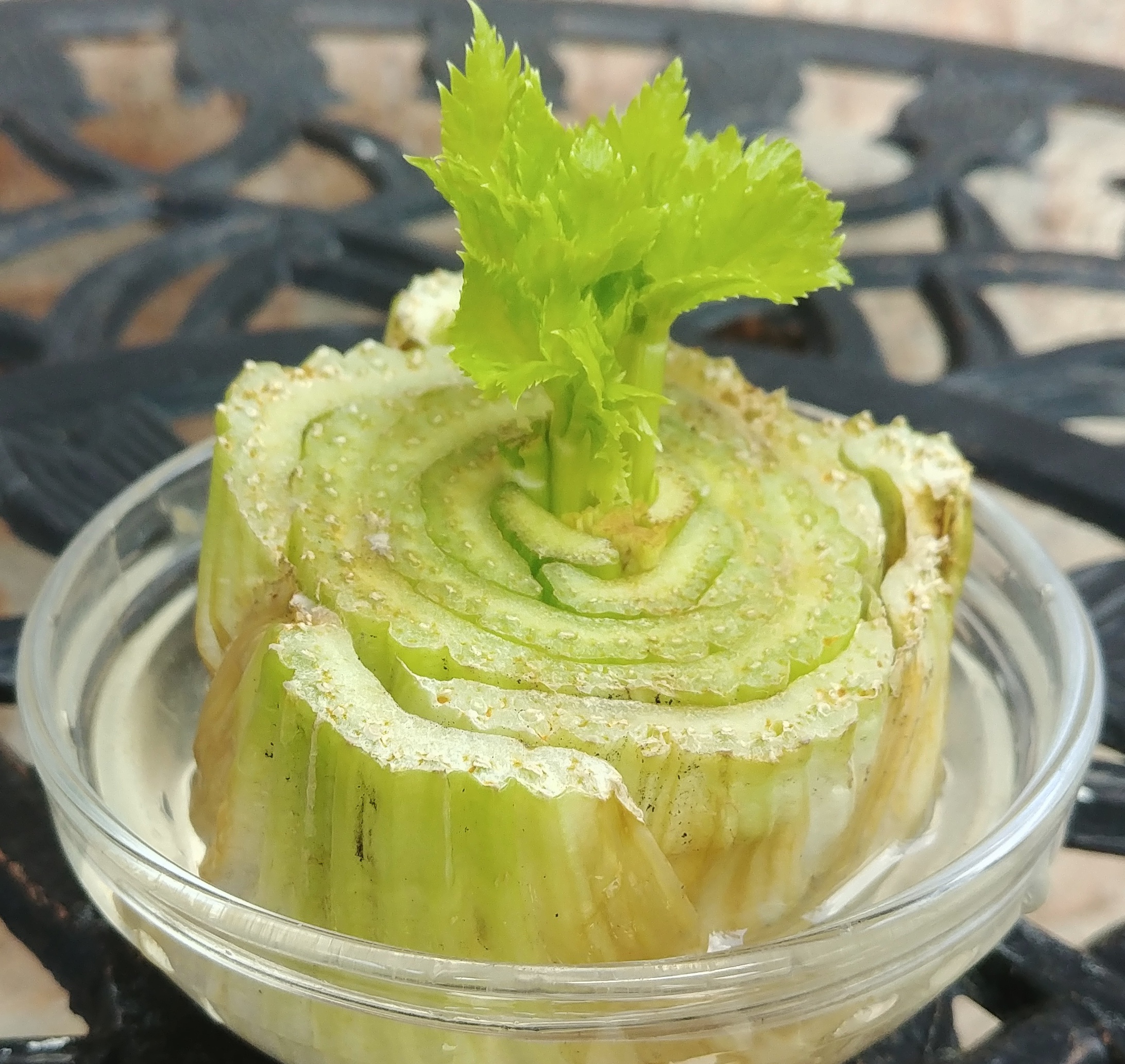 Growing Celery Bottoms to MAKEOVER MY LEFTOVER
